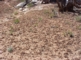 CryptoBiotic Soil