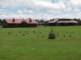 Geese Grazing